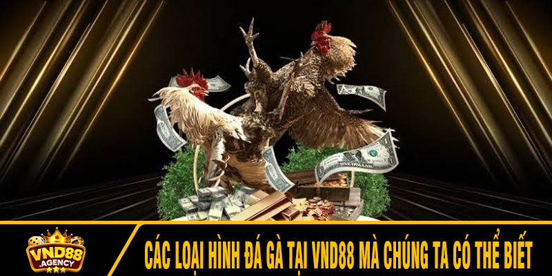 Các loại hình đá gà tại VND88 mà chúng ta có thể biết