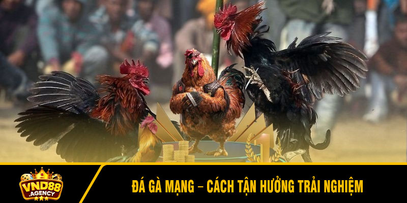 Đá Gà Mạng – Cách Tận Hưởng Trải Nghiệm
