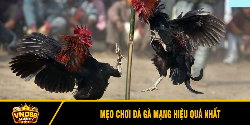 Mẹo chơi đá gà mạng hiệu quả nhất