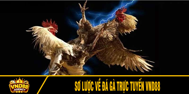Sơ lược về đá gà trực tuyến VND88