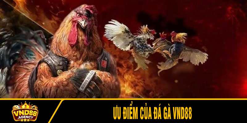 Ưu điểm của đá gà VND88